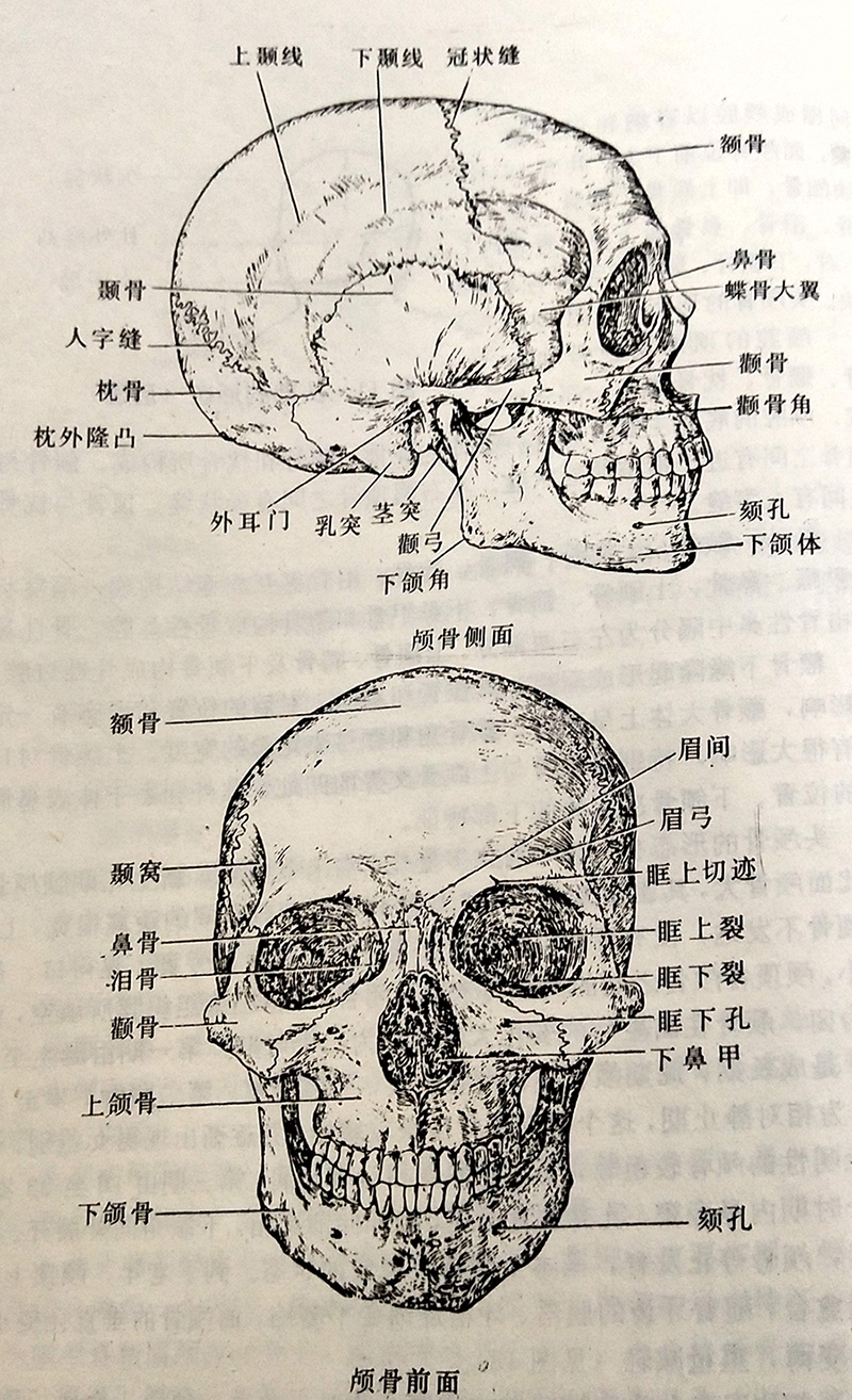 美容技巧头部的形态结构