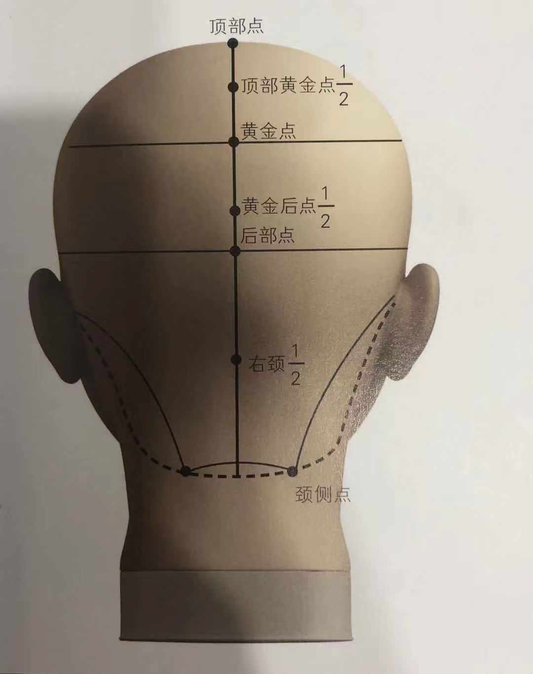 【北京美发学校分享】【头部骨骼与分区点介绍】